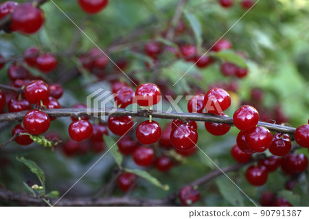 Growing Nanking cherry 90791387