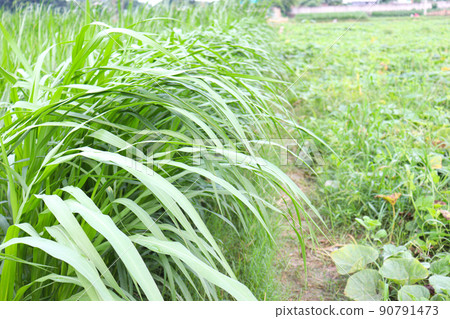 grass farm for animal food 90791473
