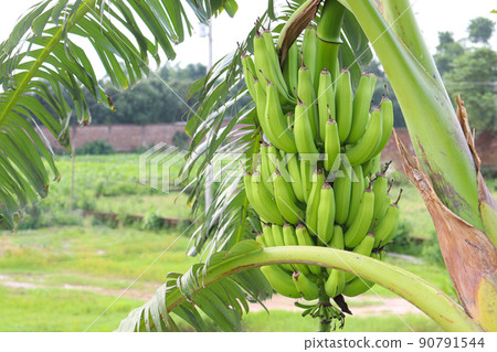 raw banana bunch on tree in firm raw banana bunch on tree in firm 90791544