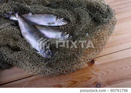 Herring on net 90791796