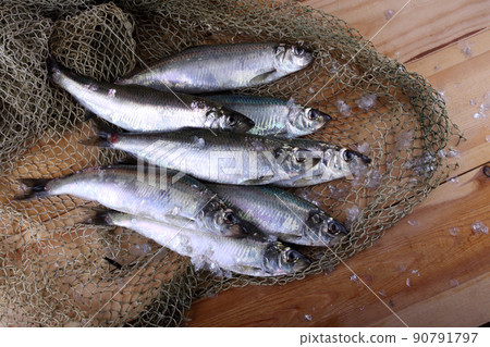 Herring on net Herring on net 90791797