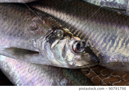 Herring on net 90791798