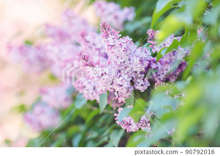 background with delicate purple lilac, in a summer garden in daylight. 90792016