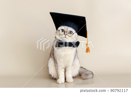 A cute white cat in a graduates hat and glasses, sitting on a beige background A cute white cat in a graduates hat and glasses, sitting on a beige background 90792117