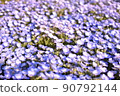 Nemophila field 90792144