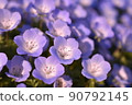 Nemophila field 90792145