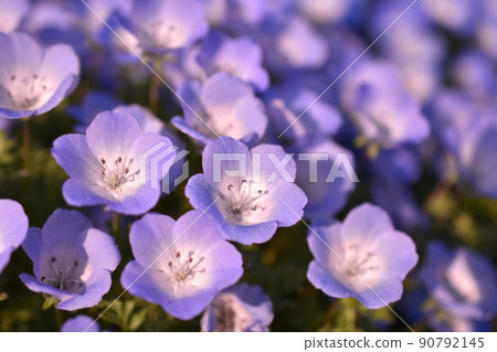 Nemophila field 90792145
