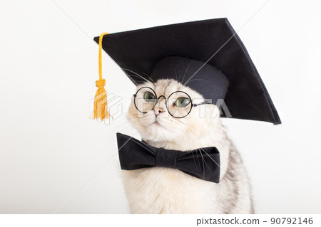 Close-up of a cute cat in a black prom hat, bow tie and glasses, looking away 90792146
