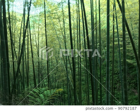  竹林 90792187