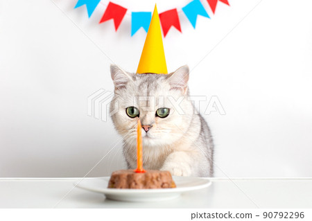 A funny cat in a yellow paper cap sits at a white table and looks at a candle in a canned cat cake A funny cat in a yellow paper cap sits at a white table and looks at a candle in a canned cat cake 90792296