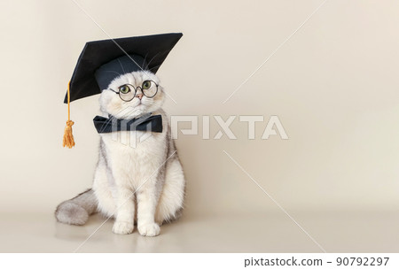 A white cat in a graduates hat and bow tie, sitting on a beige background A white cat in a graduates hat and bow tie, sitting on a beige background 90792297