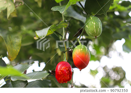 Ivy Gourd on tree in nature Ivy Gourd on tree in nature 90792350