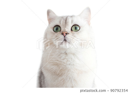 Adorable white British cat with green eyes, on a white background, Adorable white British cat with green eyes, on a white background, 90792354