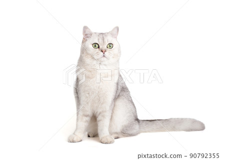 Adorable white british cat ,sitting isolated on white background Adorable white british cat ,sitting isolated on white background 90792355