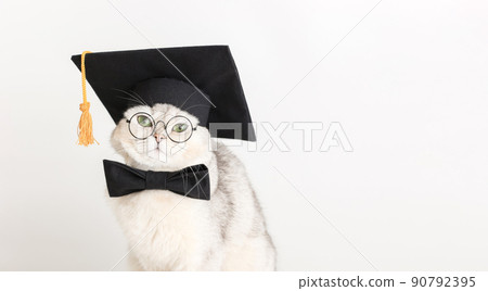 a cute white cat in a black prom hat, bow tie and glasses, wide banner 90792395