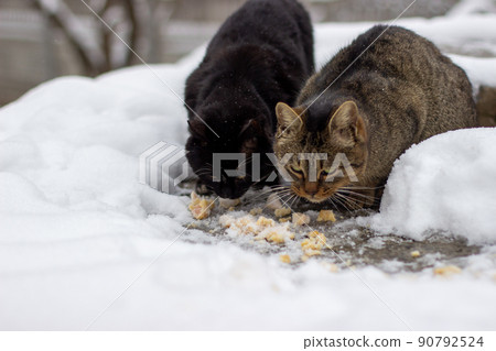 Winter morning. Stray cats eat 90792524