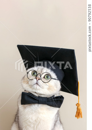 Portrait of adorable white cat in a black graduates hat and bow tie and glasses Portrait of adorable white cat in a black graduates hat and bow tie and glasses 90792538