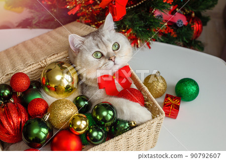 A beautiful white cat lies in a wicker basket near a Christmas tree, in multi-colored Christmas balls A beautiful white cat lies in a wicker basket near a Christmas tree, in multi-colored Christmas balls 90792607