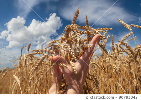 Hands with golden wheat ear in the wheat field against blue sky clouds background 90793042