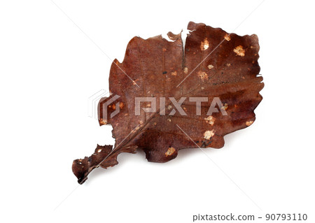 Autumn oak leaf 90793110