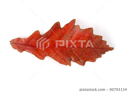 Autumn oak leaf Autumn oak leaf 90793134