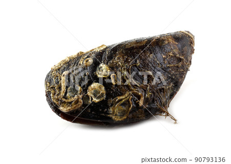 Mussel Mussel 90793136
