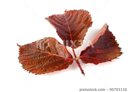 Autumn blackberry leaf Autumn blackberry leaf 90793138