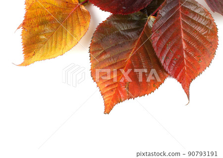 Autumn blackberry leaves 90793191