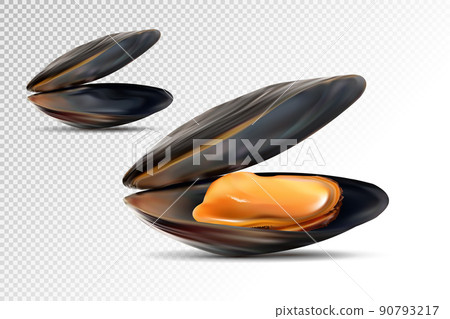 Realistic 3d Detailed Black Mussels Set Opened View. Mussel shell. Fresh Delicious Seafood for Restaurant. Vector illustration of Mussel 90793217
