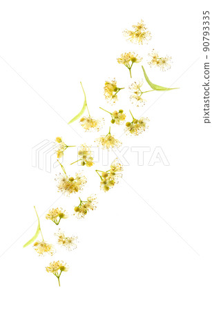Falling linden flower on white backgrounds Falling linden flower on white backgrounds 90793335