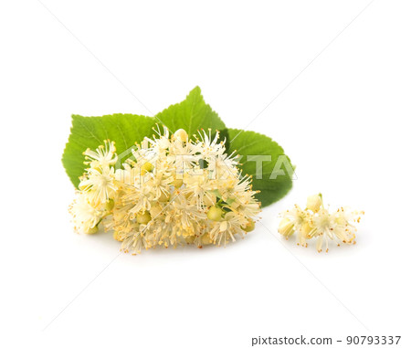 Linden flower on white backgrounds Linden flower on white backgrounds 90793337