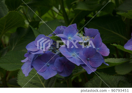  繡球花 90793451