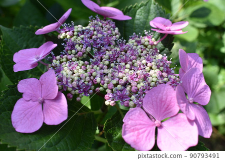 hydrangea hydrangea 90793491