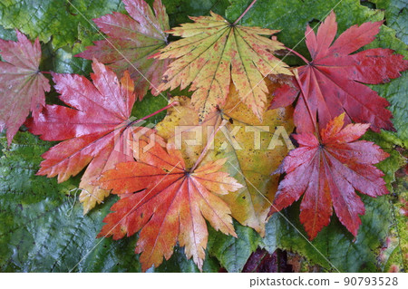 Autumn maple and grape leaves background Autumn maple and grape leaves background 90793528