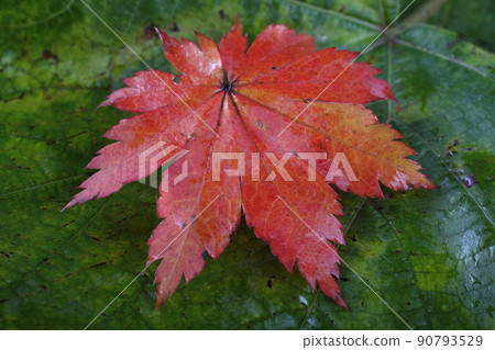 Autumn maple and grape leaves background Autumn maple and grape leaves background 90793529