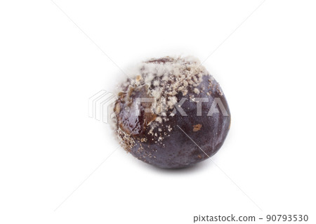 Rotten plums isolated on white Rotten plums isolated on white 90793530