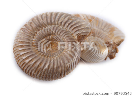 Ammonites isolated on white Ammonites isolated on white 90793543