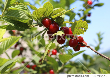 Nanking cherry bush Nanking cherry bush 90793549