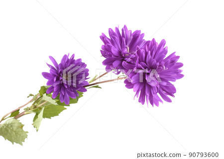 Violet asters isolated on white 90793600