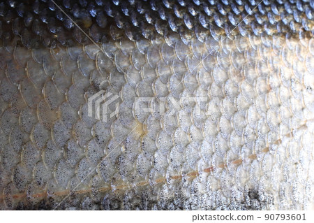 Rudd fish scales background Rudd fish scales background 90793601