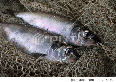 Herring on net 90793830