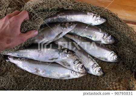 Herring on net 90793831