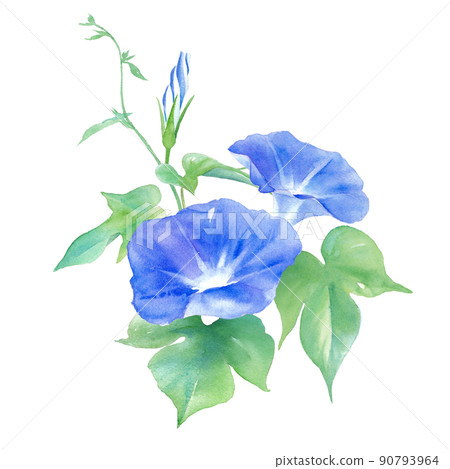 藍色牽牛花花。水彩插圖。 90793964