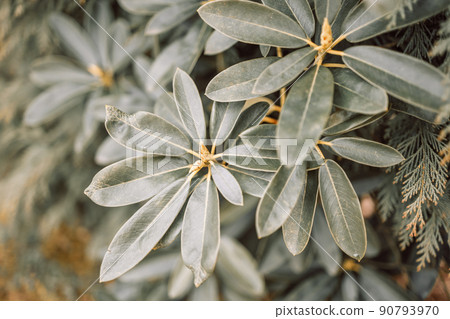 Fresh natural green Schefflera Arboricola background. Close up of nature view green leaf, ecology wallpaper or cover concept. 90793970
