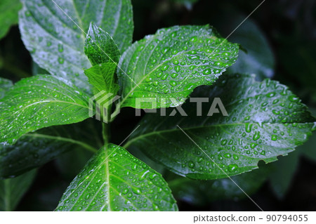 Hydrangea blooming in a park on a rainy day Hydrangea blooming in a park on a rainy day 90794055