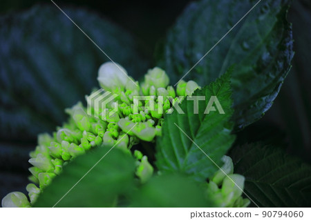 Hydrangea blooming in a park on a rainy day Hydrangea blooming in a park on a rainy day 90794060