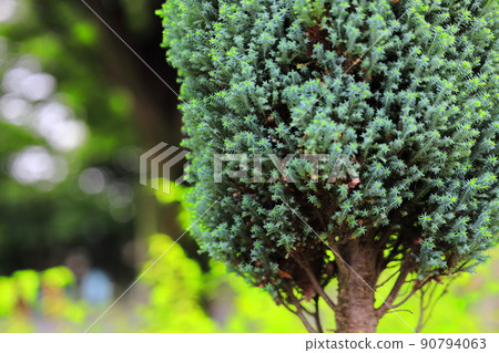 Hydrangea blooming in a park on a rainy day Hydrangea blooming in a park on a rainy day 90794063