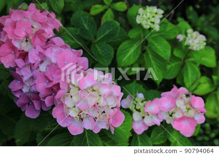 Hydrangea blooming in a park on a rainy day Hydrangea blooming in a park on a rainy day 90794064