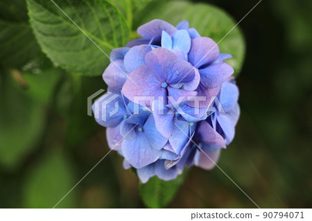 Hydrangea blooming in a park on a rainy day Hydrangea blooming in a park on a rainy day 90794071