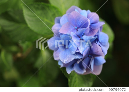 Hydrangea blooming in a park on a rainy day Hydrangea blooming in a park on a rainy day 90794072